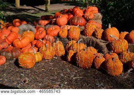 Orange Knucklehead Pumpkin Variation In The Garden