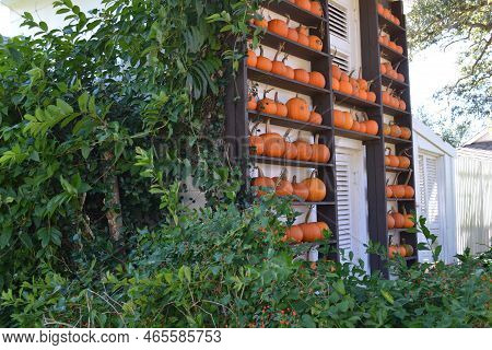 Designer Wall Of Pumpkins In The Garden