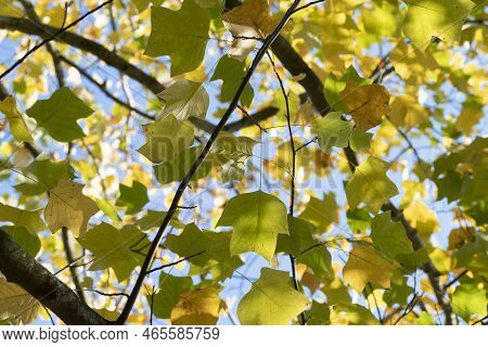 Sunlight On Autumn Yellow Tree Leaves On Liriodendron Tree