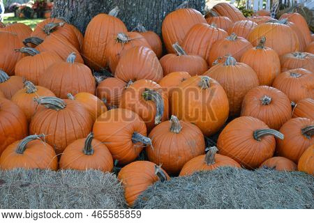 Plenty Of Orange Pumpkins For Autumn Days