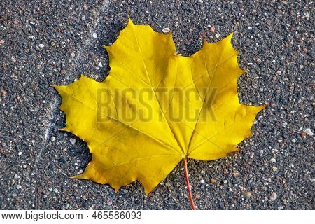 Yellow Maple Leaf On Gtay Asphalt Close Up