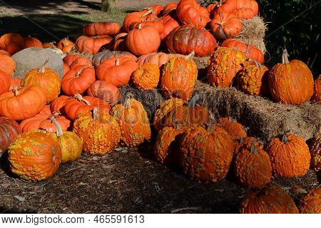 Many Of Orange Pumpkin Variation In The Filed