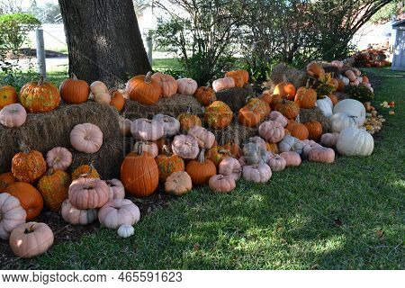 A Colorful Pumpkins Decoration In The Garden