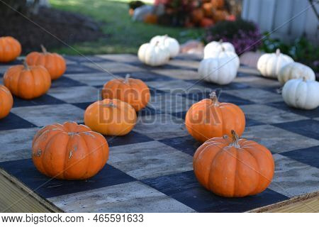 The Chess Battle Of White And Orange Pumpkins