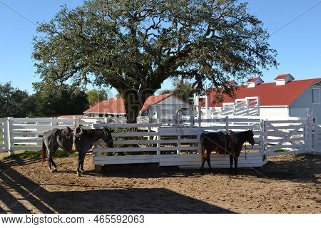 Two Horses Are Taking A Rest In The Shadow Of Big Three