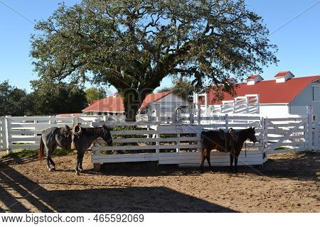 Two Beautiful Horses On The Old Ranch Under The Big Three