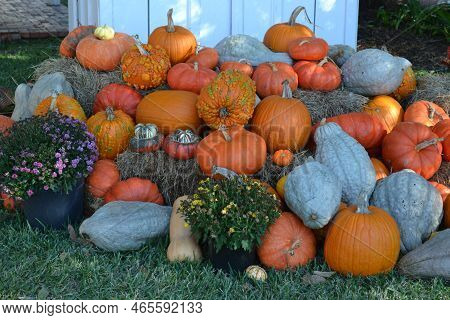 Swan White Acorns, Knuckleheads And Baby Bear Pumpkins With Flowers Compositions
