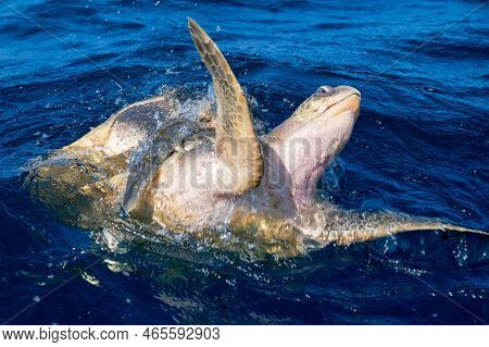 Olive Ridley Sea Turtles Or Lepidochelys Olivacea Performs Mating Ritual