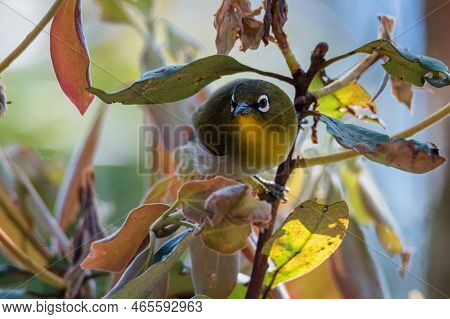 Sri Lankan White-eye Or Zosterops Ceylonensis An Endemic Species Of Sri Lanka.