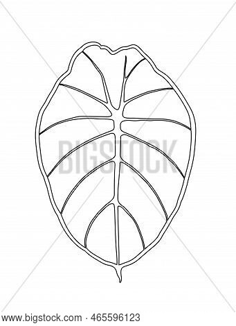 Alocasia Reginula Black Velvet, Line Art Style Illustration Vector