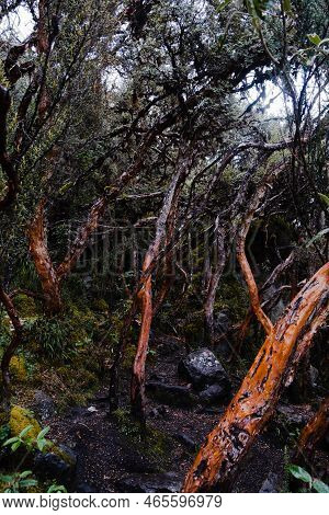 Queñua Or Paper Tree (polylepis) Forest Endemic To The Mid- And High-elevation Regions Of The Tropic