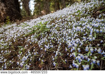 White And Purple Penstemon Flowers Across Forest Floor In Sequoia Natinal Park