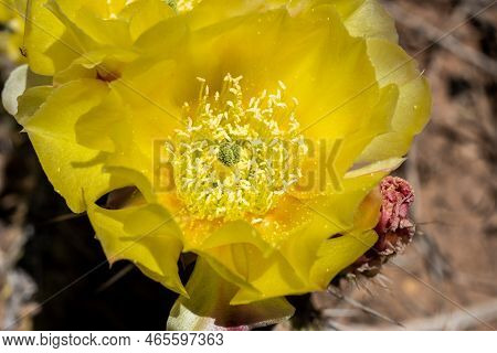 Yellow Blossom Opens On Cactus In Early Summer In Mesa Verde National Park