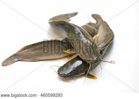Catfish Isolated On White Background, Fresh Raw Catfish Freshwater Fish, Catfish For Cooking Food Fi