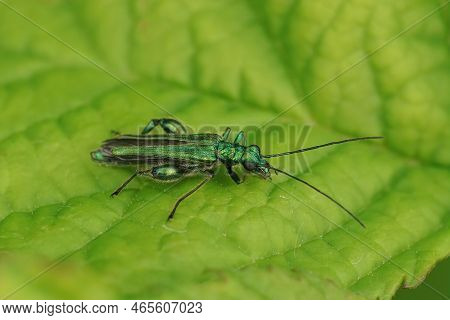 Natural Closeup Of The Iridescent Metallic Green Colored False Oil Or Thick-legged Flower Beetle, Oe