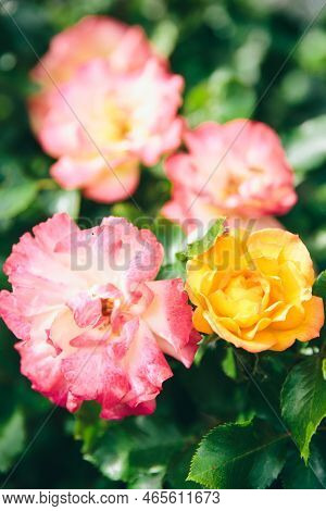 Kordes Rose, Fresh, Peach Yellow Variegated With Pink Borders Flowers, Close Up