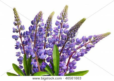 Altramuces azules