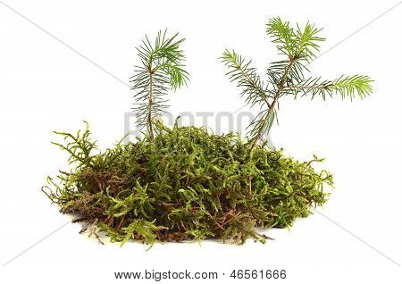 Småplanter