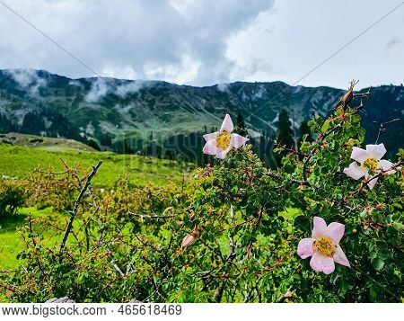 Close-up Of Focus On Flowers At Blur View Of Top Of The Desan Meadows Mountain In Clouds Kalam Valle