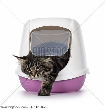 Cute Black Tabby Maine Coon Cat Kitten, Coming Out Of Litterbox. Lifting See Through Flap Door With 