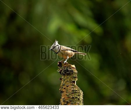 Crested Tit In The Kingdom Of Šumava