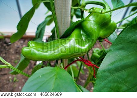 Close Up Of Peppers, Variety Nocero Giallo, Still At The Green Stage Before Turning Yellow