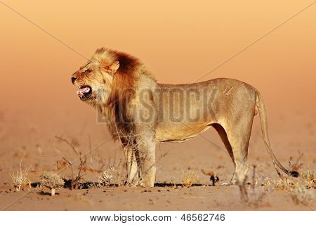 Oroszlán, a sivatag - Kgalagadi - Dél-Afrikában