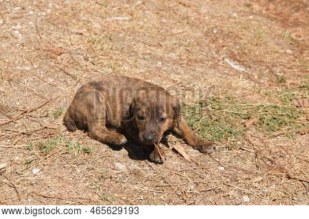 Portrait Of Adorable Puppy Dog Of Segugio Maremmano Sitting In The Ground