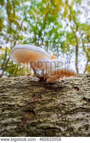 Group White Porcelain Fungus On A Tree Trunk Seen From Below In A Green Blurred Background, Oudemans