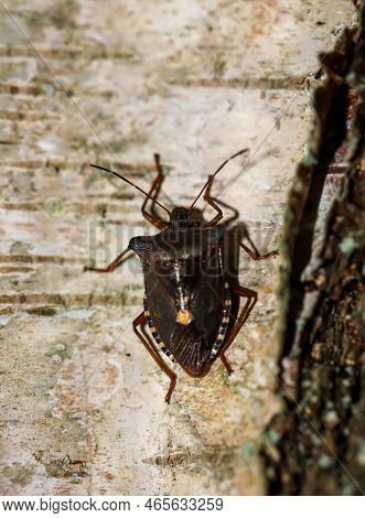 A Brown Bug With Yellow Dots On The Edge On A Birch Tree. A Red-legged Tree Bug Pentatoma Rufipes On