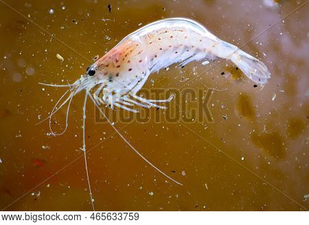Close Up Of An Amano Shrimp In An Aquarium.