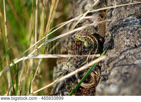 A Male Sand Lizard On A Stone. Each Fence Lizard Has A Different Dorsal Marking.