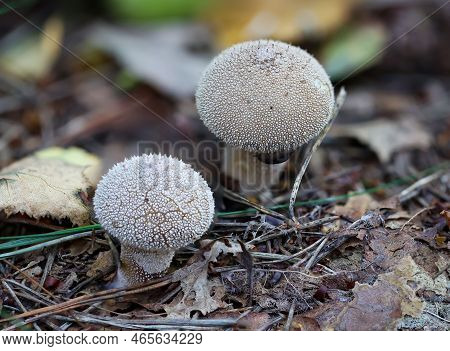 Two Bovist, Mushrooms On The Forest Floor. Close Up Of Mushrooms.