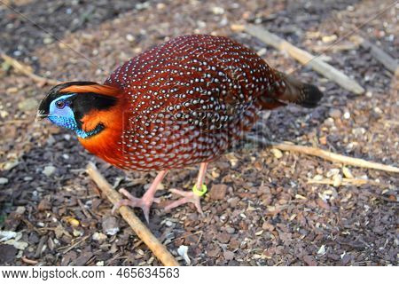 A Portrait Of A Pheasant-like Bird, Exotic Chicken.