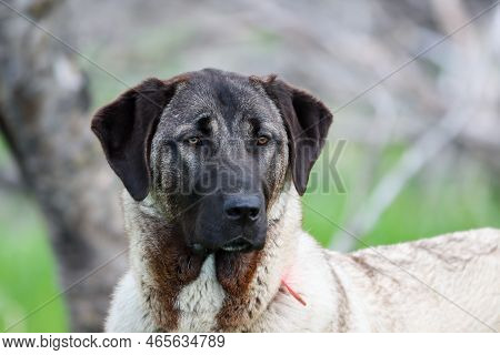 Young Turkish Kangal Dog. Livestock Guardian Dog.