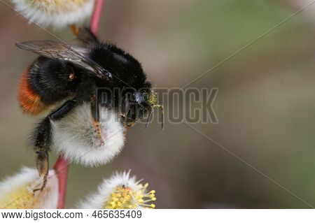 Natural Colorful Vertical Closeup On A Fluffy Red Tailed Bumblebee, Bombus Lapidarius On Salix