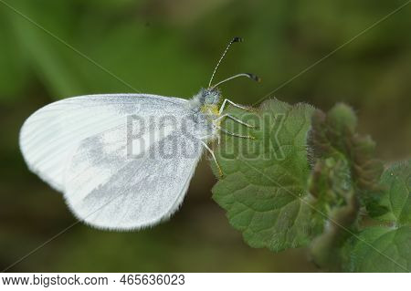 Natural Closeup Of The Wood White Butterfly, Leptidea Sinapis Sitting On A Green Leaf