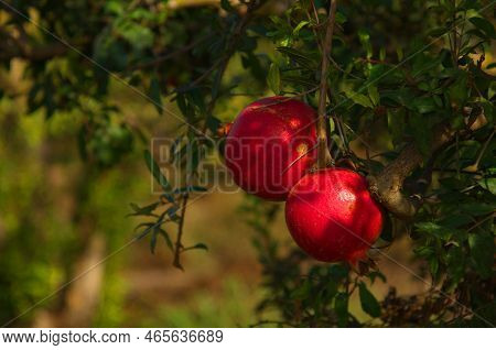 Large Ripe Pomegranates Hang On A Branch. Lots Of Fruits On The Tree. Autumn Harvest. Pomegranates F
