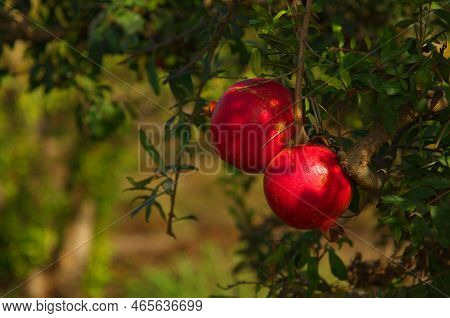Large Ripe Pomegranates Hang On A Branch. Lots Of Fruits On The Tree. Autumn Harvest. Pomegranates F