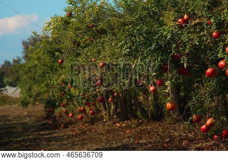 Garden With Pomegranate Trees. Rich Harvest, Large Fruits, Ripe Pomegranates. Kibbutz Moshav In Isra