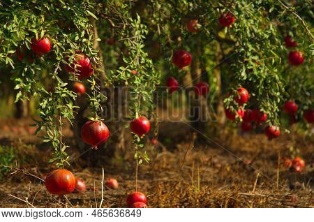 Garden With Pomegranate Trees. Rich Harvest, Large Fruits, Ripe Pomegranates. Kibbutz Moshav In Isra