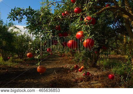 Garden With Pomegranate Trees. Rich Harvest, Large Fruits, Ripe Pomegranates. Kibbutz Moshav In Isra