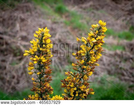 A Bush With Inflorescences Of Beautiful Yellow Flowers, A Plant. Ulex Commonly Known As Gorse, Furze