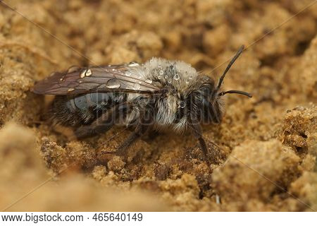 Natural Closeup On A Grey-backed Minin Bee Female, Andrena Vaga , With Raindrops On Her Back