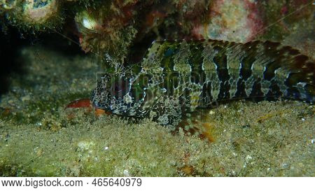 Tompot Blenny (parablennius Gattorugine) Close-up Undersea, Aegean Sea, Greece, Halkidiki