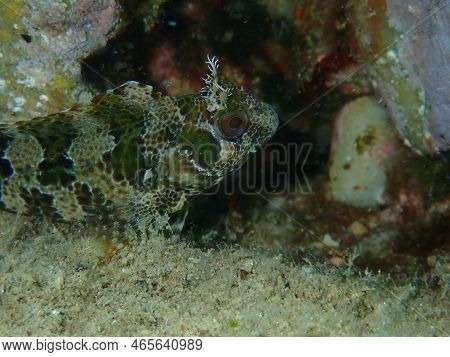 Tompot Blenny (parablennius Gattorugine) Close-up Undersea, Aegean Sea, Greece, Halkidiki