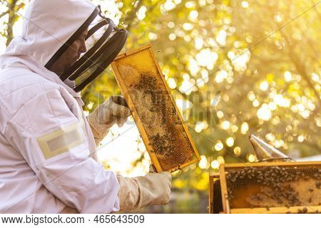 Beekeeper On An Apiary, Beekeeper Is Working With Bees And Beehives On The Apiary, Beekeeping Or Api