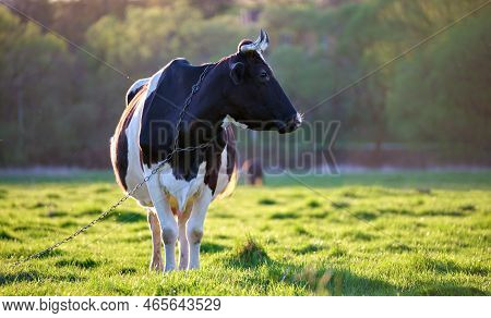 Milk Cow Grazing On Green Farm Pasture On Summer Day. Feeding Of Cattle On Farmland Grassland.