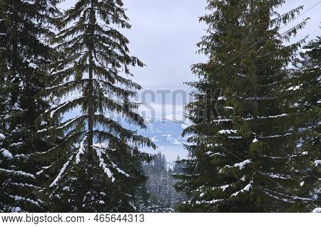 Winter Landscape With Dark Spruse Trees Of Snow Covered Forest In Cold Mountains.