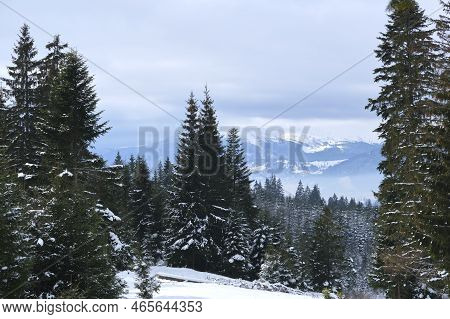 Winter Landscape With Dark Spruse Trees Of Snow Covered Forest In Cold Mountains.